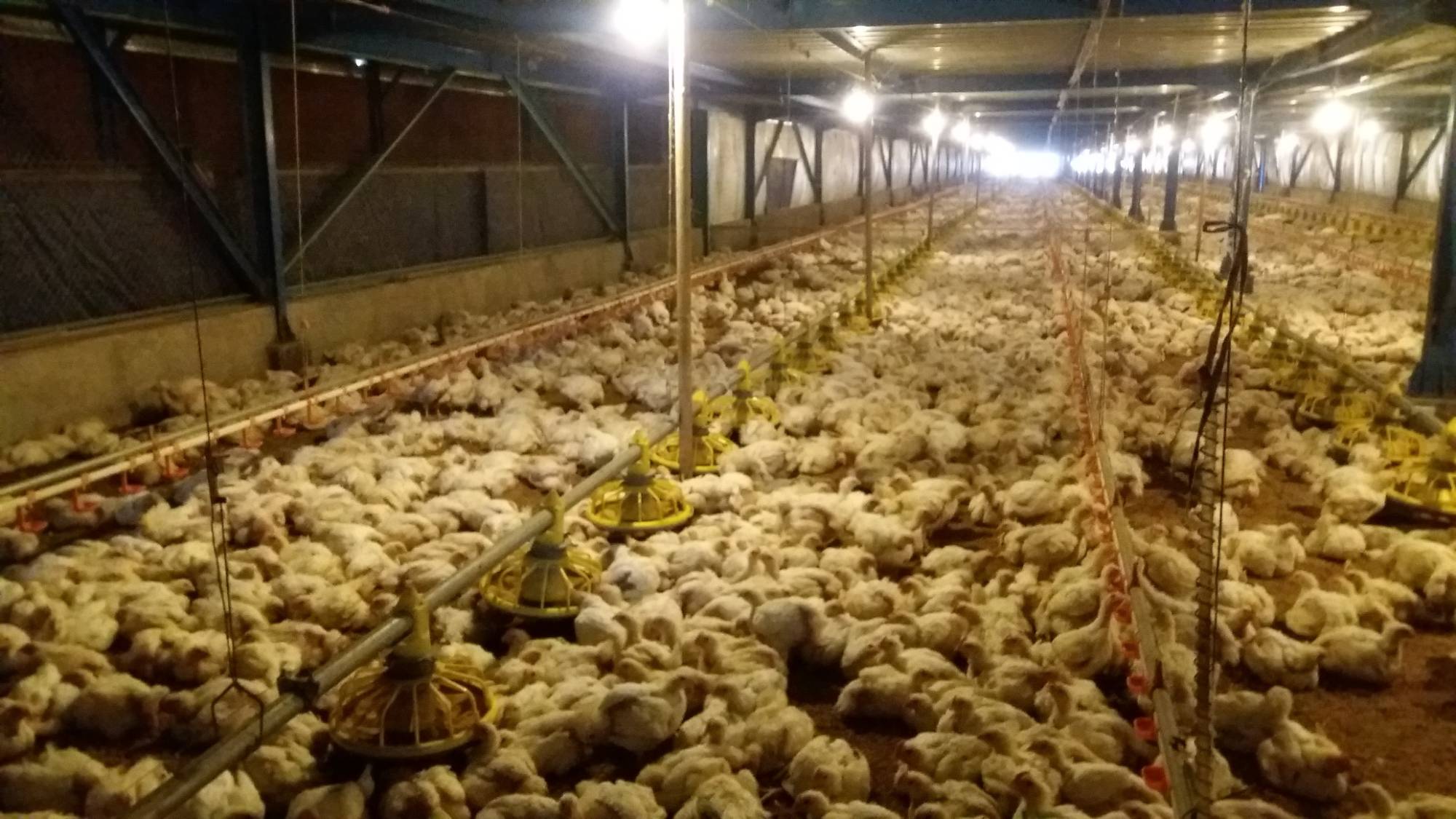 Ayam broiler siap panen