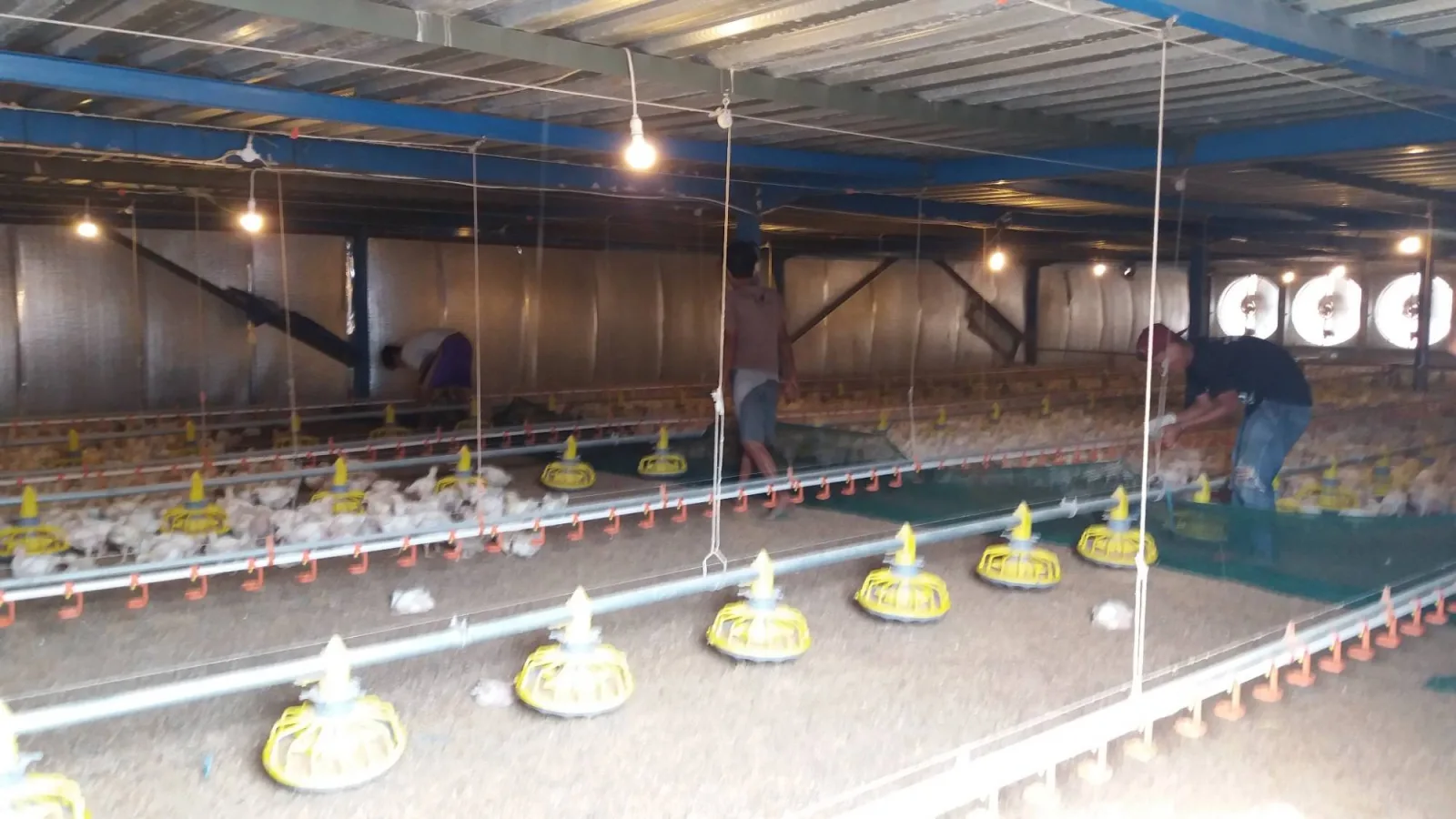 Hatchery