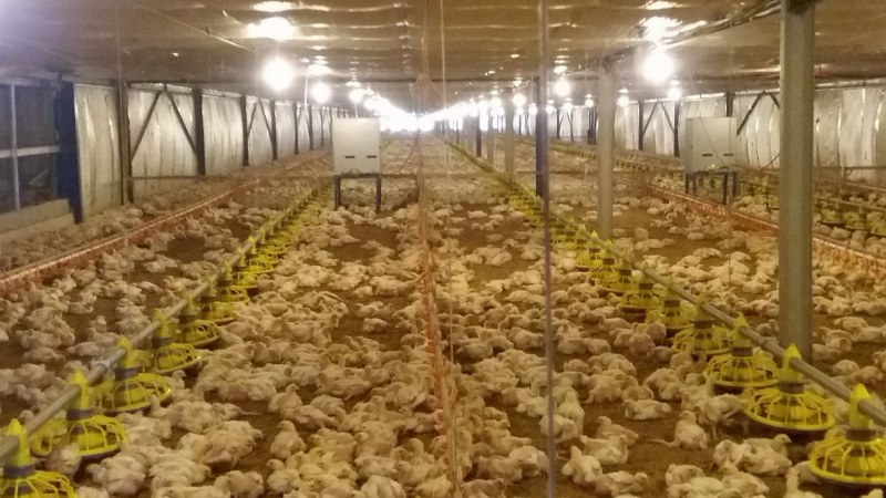 Pelatihan rutin tim operasional peternakan