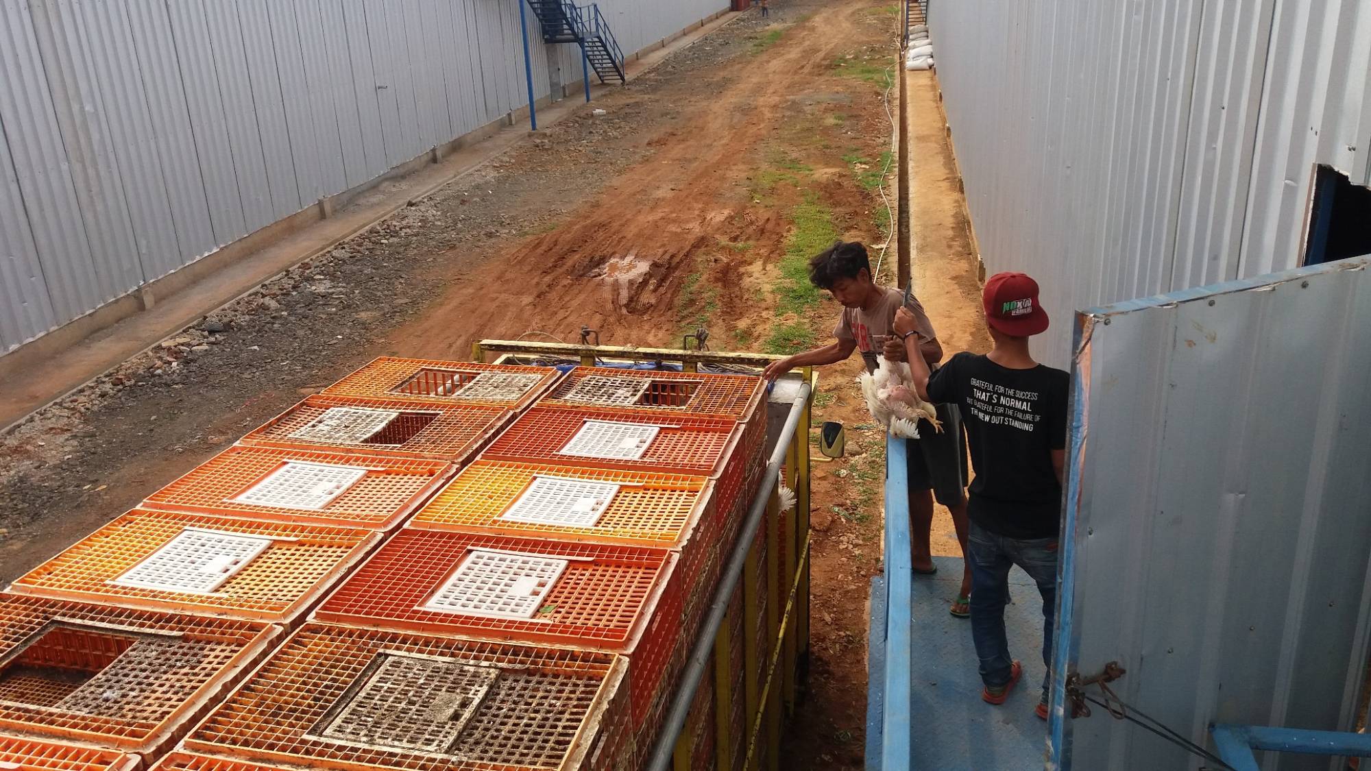Keranjang panen siap dikirim