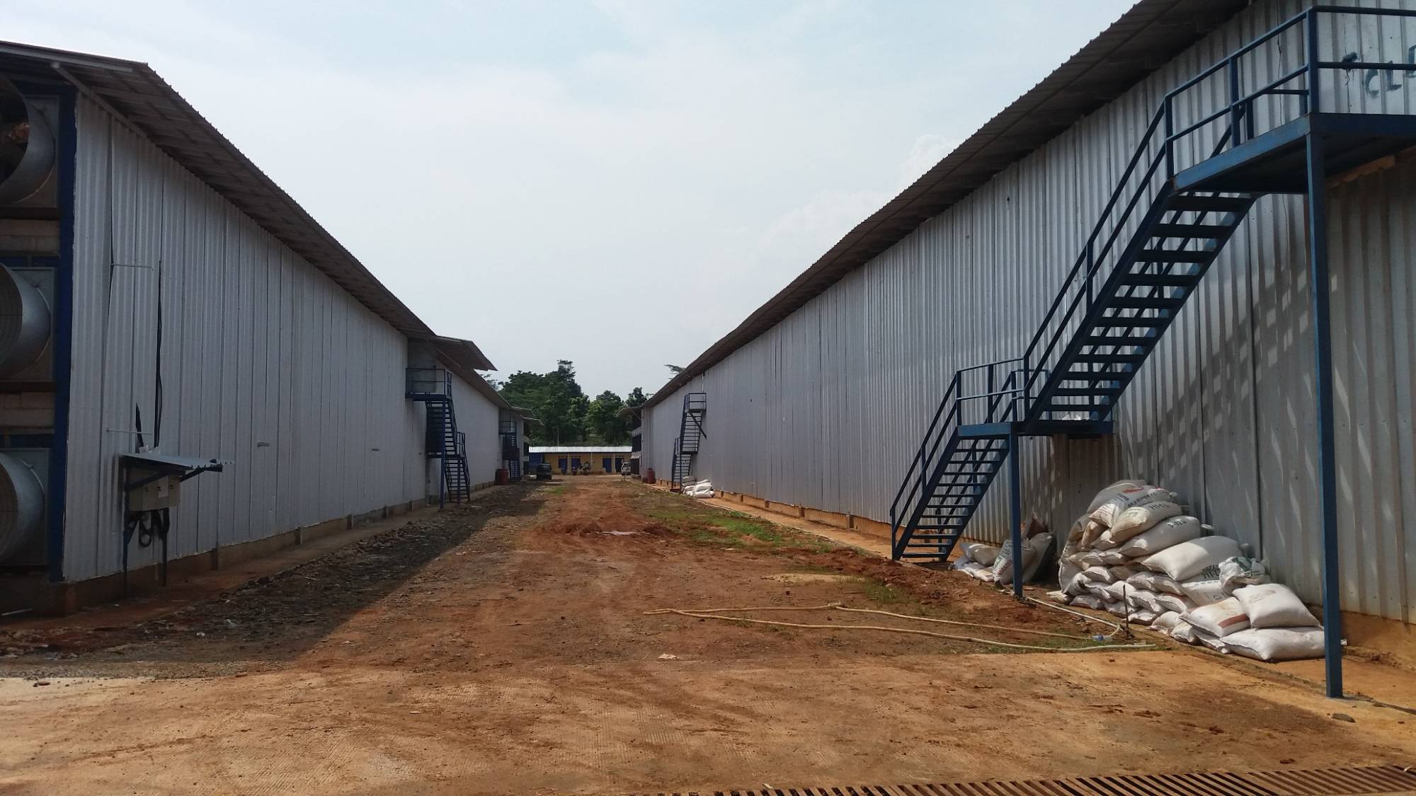 Lorong antar kandang