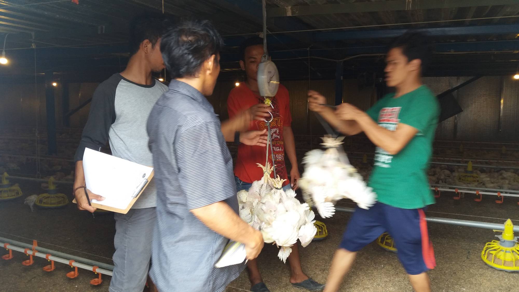 Tim menangani ayam saat panen