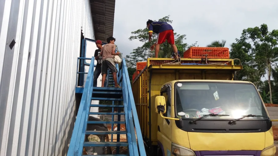 Pemuatan keranjang ayam dari kandang
