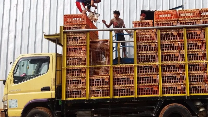 Truk pengangkut bermuatan keranjang panen